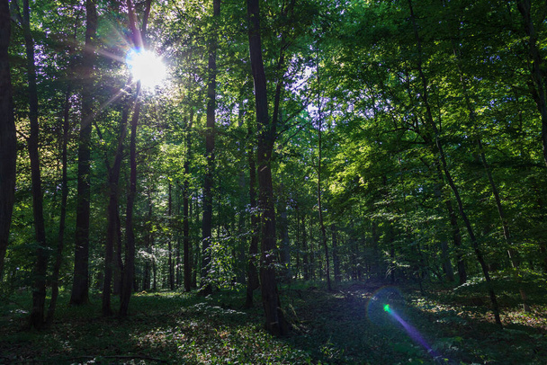 Werbach, Almanya 'da yaz aylarında ormanda güneş ışınları - Fotoğraf, Görsel