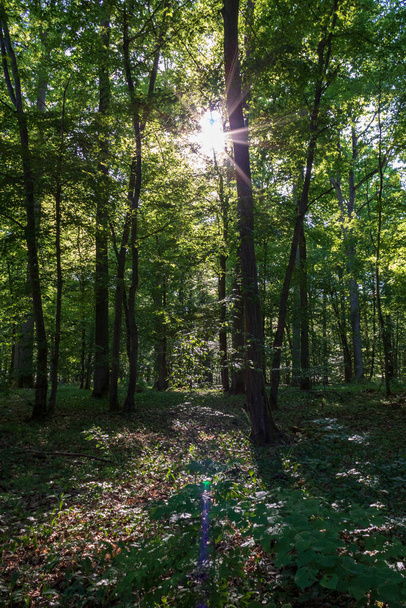 Тропа в лесу в солнечный день летом в Вербахе, Германия - Фото, изображение