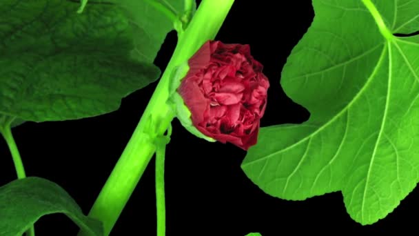 lapso de tiempo de flor de malva roja llena (Alcea Rosea) flor aislada sobre fondo negro - Imágenes, Vídeo