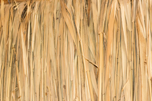 Marsh φυτά Καλύβες  - Φωτογραφία, εικόνα