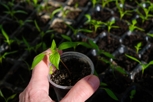 Cup with sprouted peppers in a woman's hand on the seedling background. Home cultivation. Reuse the plastic tray. - Photo, Image