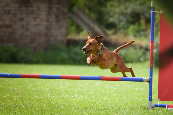 O cão está a saltar sobre os obstáculos. Dia incrível no treinamento privat agilidade checa - Foto, Imagem