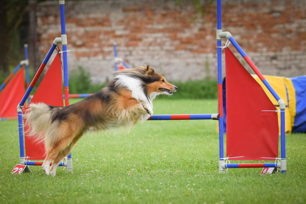 Le chien saute par-dessus les obstacles. Journée incroyable sur l'agilité tchèque formation privée - Photo, image