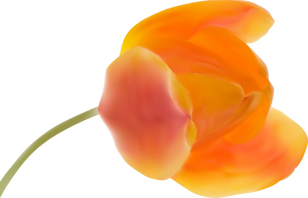 オレンジ色のチューリップの花 - ベクター画像
