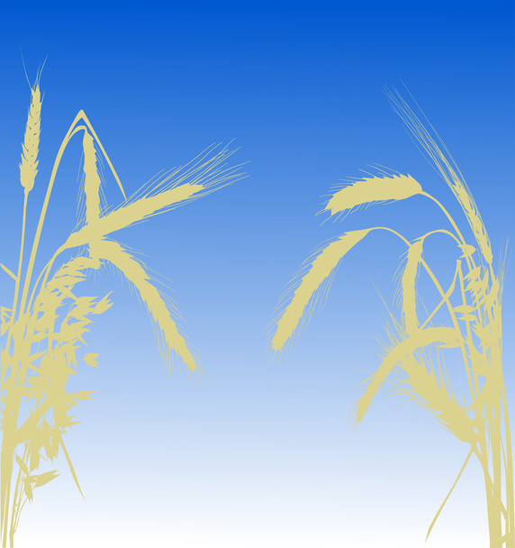 Pšenice rámu silueta - Vektor, obrázek