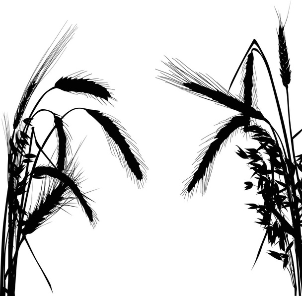 чорні вуха зернових
 - Вектор, зображення