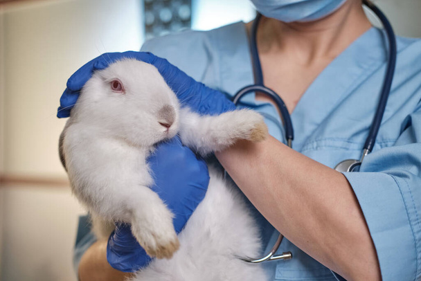 Kobieta-lekarz trzymająca białego królika w ramionach, kompletna kontrola fizyczna. Widok z bliska - Zdjęcie, obraz
