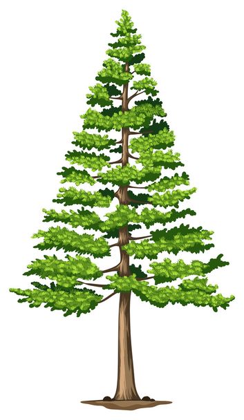 Yeşil çam ağacı - Vektör, Görsel