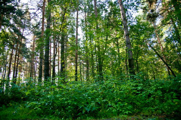 Forest landscape - Valokuva, kuva