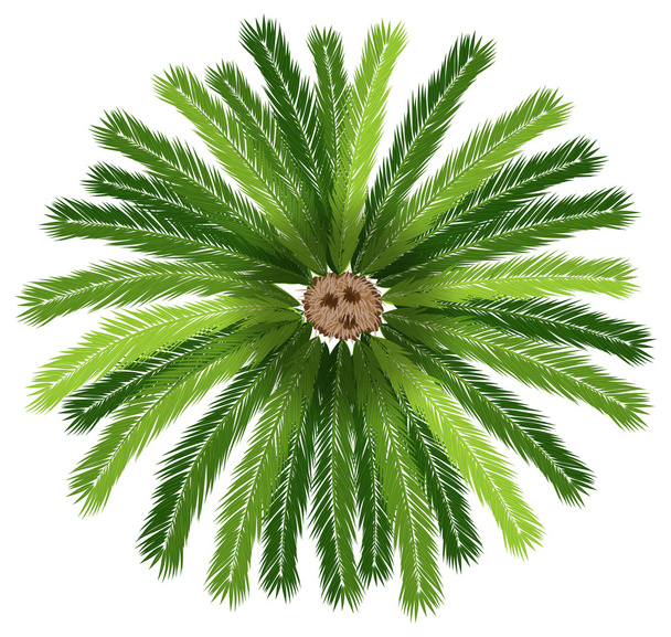 A sago palm tree - Vector, Image