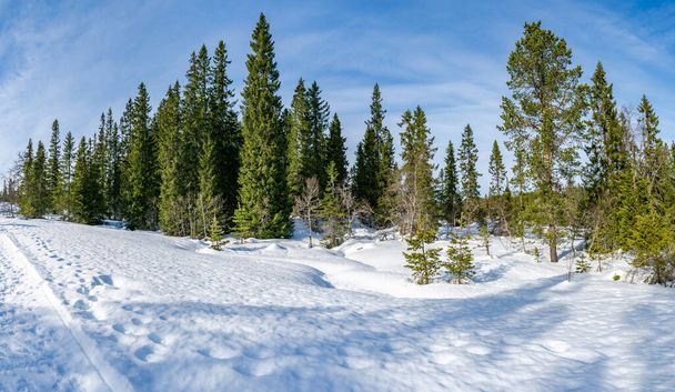 Winter landscape in snow covered Bymarka nature reserve in Trondheim, Norway - Foto, Bild