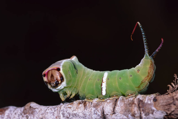 蛾、防御ポーズのキャタピラー、 Cerura vinula 、 Notodontidae - 写真・画像