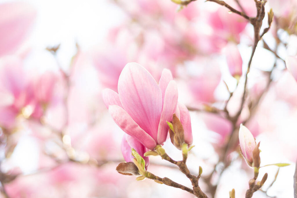 Tavaszi virágos háttér. Gyönyörű fény rózsaszín magnólia virágok lágy fényben - Fotó, kép