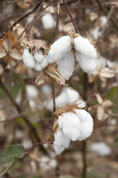 白の綿畑 - 写真・画像