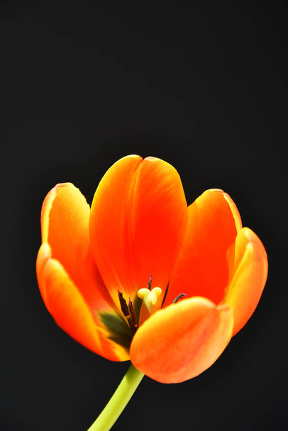 Obraz jednoho oranžového a žlutého tulipánu na černém pozadí.  - Fotografie, Obrázek