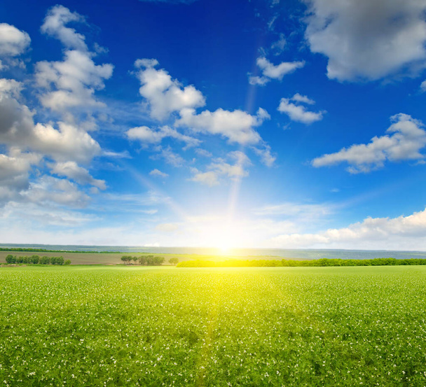 Green peas field, sunrise and blue sky. Agricultural landscape. - 写真・画像