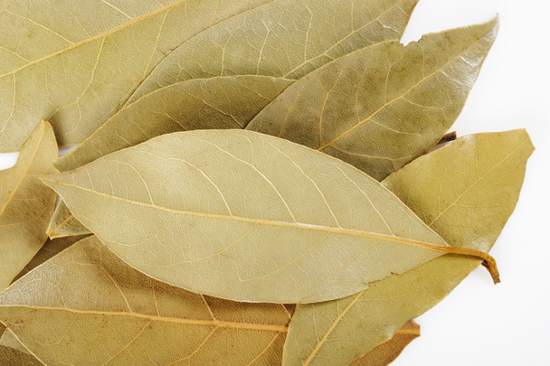 Bay leaf herb - Foto, imagen