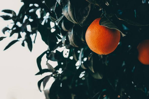 Naranja madura en un árbol al aire libre en el verano. Mandarina naranja fresca creciendo en arboledas en huerta.  - Foto, imagen