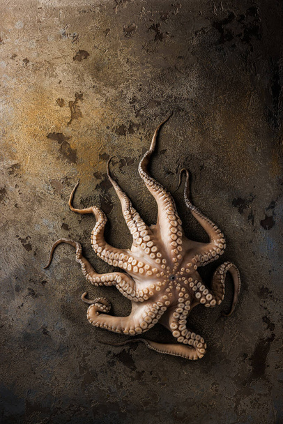 Fresh octopus on a stone board. High quality photo - Zdjęcie, obraz