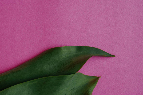 papel pintado. dos hojas verdes sobre rosa. postal de primavera - Foto, Imagen