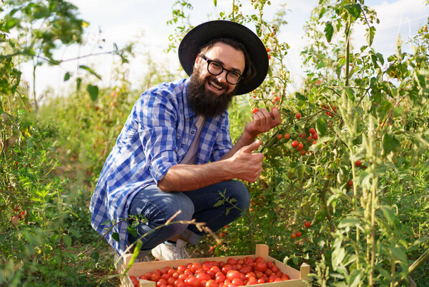 Ritratto di giovane agricoltore maschio adulto che raccoglie pomodori - Foto, immagini