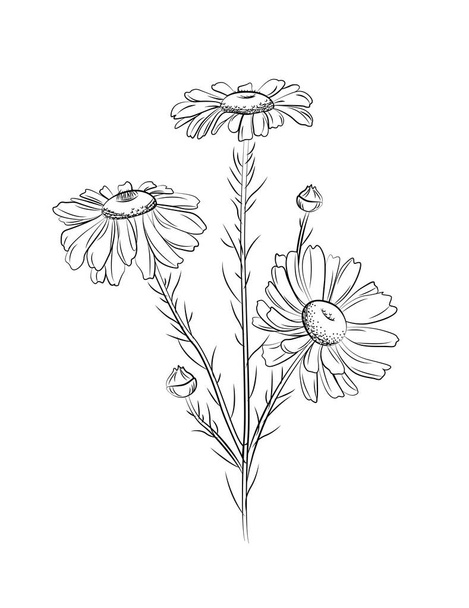 Camomila. Ilustração vetorial desenhada à mão - Vetor, Imagem