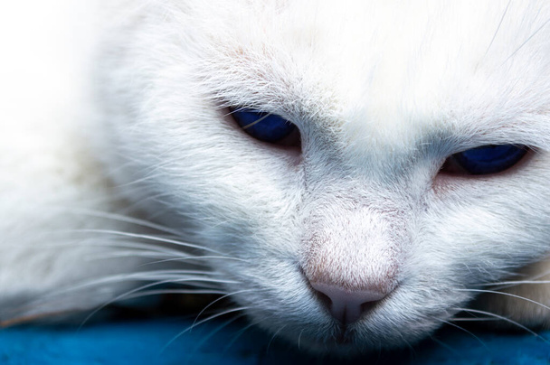 Muzzle of a white cat close up in detail. - Photo, image