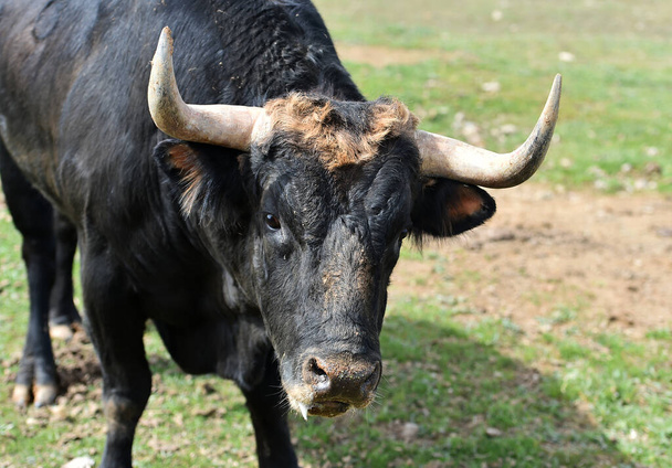 starker Stier mit großen Hörnern - Foto, Bild