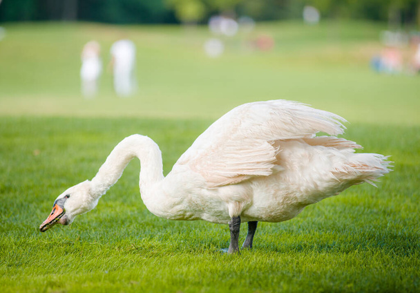 A very beautiful white swan nibbles grass on a green lawn - Photo, Image