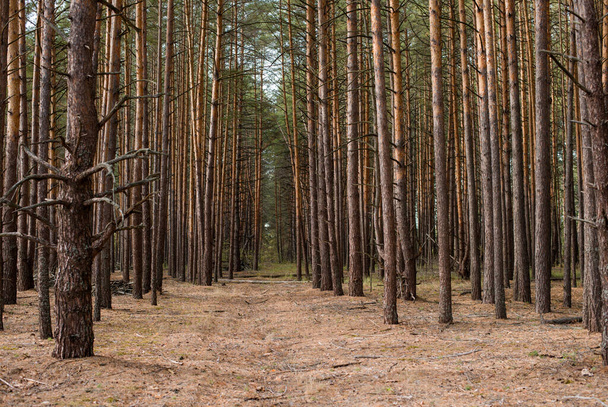 árboles de bosque de pinos con aspecto de coníferas con agujas naranjas de ramas en el suelo - Foto, Imagen