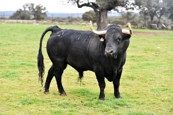 duży byk z dużymi rogami na hiszpańskim polu - Zdjęcie, obraz