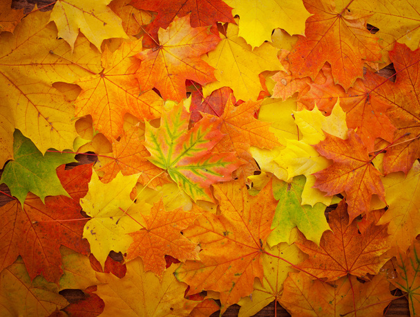 Herbstblätter auf Holztisch. - Foto, Bild