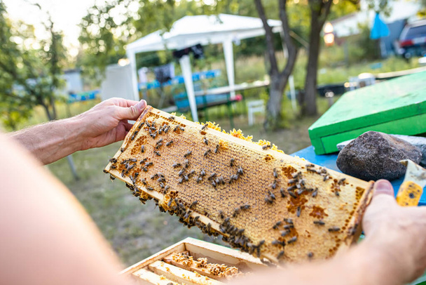 Offener Bienenstock mit schönen geraden Waben auf diesem grundlosen Rahmen. Lichtwaben wurden zur Honiglagerung verwendet. Brace Kamm ist eine der vielen Arten von Kamm, Brücke Kamm, Kreuzkamm, - Foto, Bild