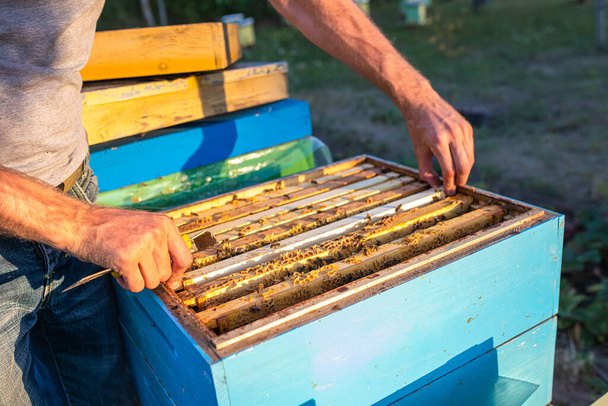 Beehive Spring Management. apicultor inspecionando colmeia de abelhas e prepara apiário para a temporada de verão. Apicultura. Apicultor cinza traje de proteção verifica colmeias detém uma moldura com mel selado do ano passado para alimentar a família de abelhas antes do mel coletar - Foto, Imagem