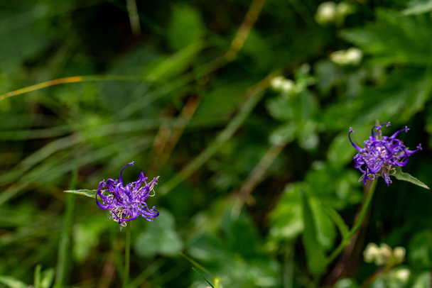 Phyteuma orbiculare flor en las montañas, macro - Foto, Imagen