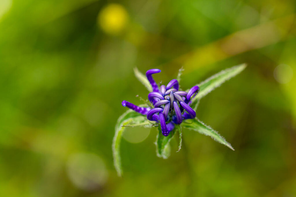 Phyteuma orbiculare цветет в горах, крупным планом стреляет - Фото, изображение