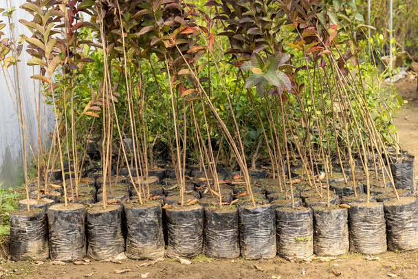 Seedlings of guava fruit tree in a plant nursery or greenhouse - Фото, изображение