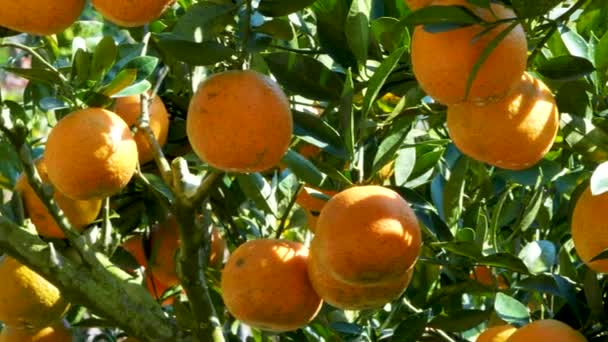 Много апельсинов и зеленых листьев на апельсиновом дереве. Цветущий сезон в лесу Дунши. Тайчжун. - Кадры, видео