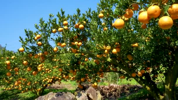 Veel sinaasappels en groene bladeren op een sinaasappelboom. Het bloeiseizoen in het Dongshi Woud. Taichung, Taiwan. - Video