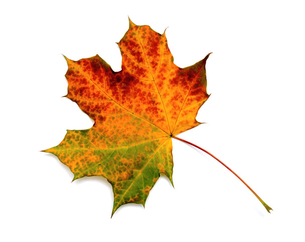 syksyllä vaahteranlehti eristetty valkoisella pohjalla - Valokuva, kuva