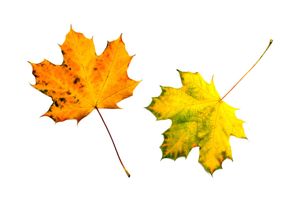 herfst bladeren geïsoleerd op witte achtergrond - Foto, afbeelding