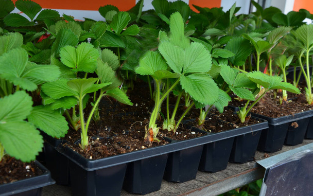 φράουλες για να αγοράσετε στον κήπο. Νεαρά φυτά για οικιακή καλλιέργεια στον κήπο. planter multipak για μεταφορά σε μπαλκόνι, ράφι, τρόλεϊ, - Φωτογραφία, εικόνα
