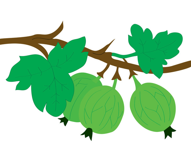 Frutta di sottofondo. Un ramo con un'uva spina e foglie
 - Vettoriali, immagini