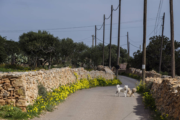 сельская дорога между традиционными каменными стенами, Форментера, острова Питиусас, Балеарское сообщество, Испания - Фото, изображение