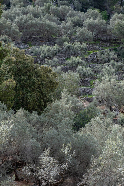 Fornalutx olajfaligetek, Mallorca, Baleár-szigetek, Spanyolország - Fotó, kép
