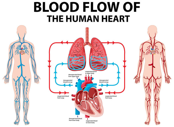 Diagram showing blood flow of human heart illustration - Vector, Image