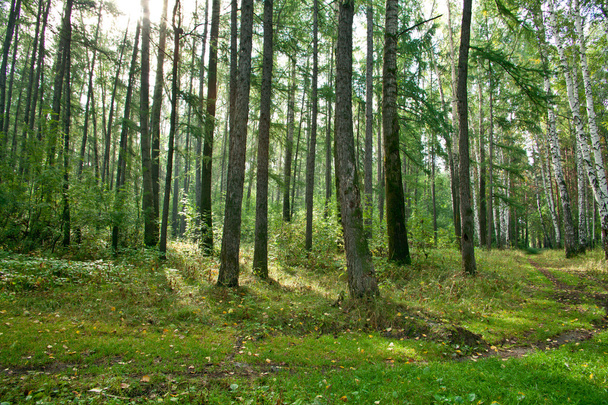 Forest landscape - Foto, afbeelding