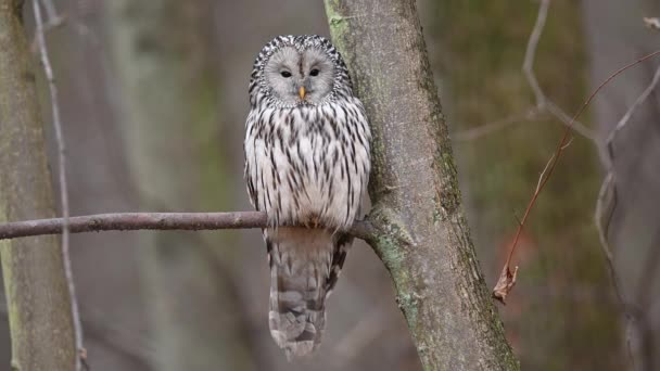Ural owl (Strix uralensis) istuu puun oksalla, lähikuva - Materiaali, video