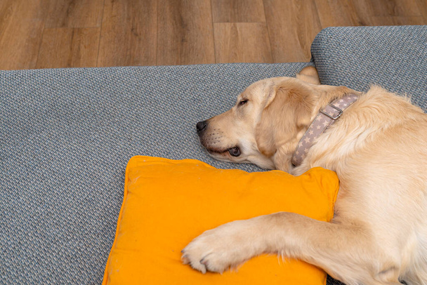 Ένα νεαρό αρσενικό γκόλντεν ριτρίβερ κοιμάται σε έναν καναπέ σε ένα σαλόνι με κίτρινα μαξιλάρια και μια κουβέρτα.. - Φωτογραφία, εικόνα