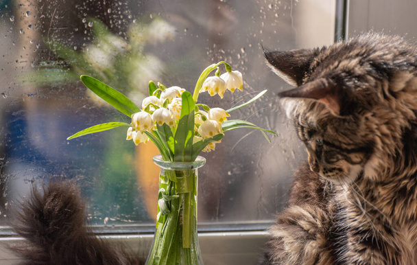 桜草の花束とメインクーン子猫とまだ生活 - 写真・画像